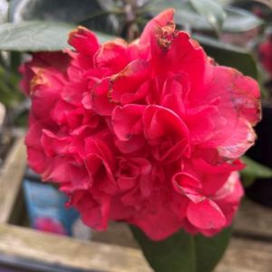 Camellia japonica 'Sunset Glory' 3L